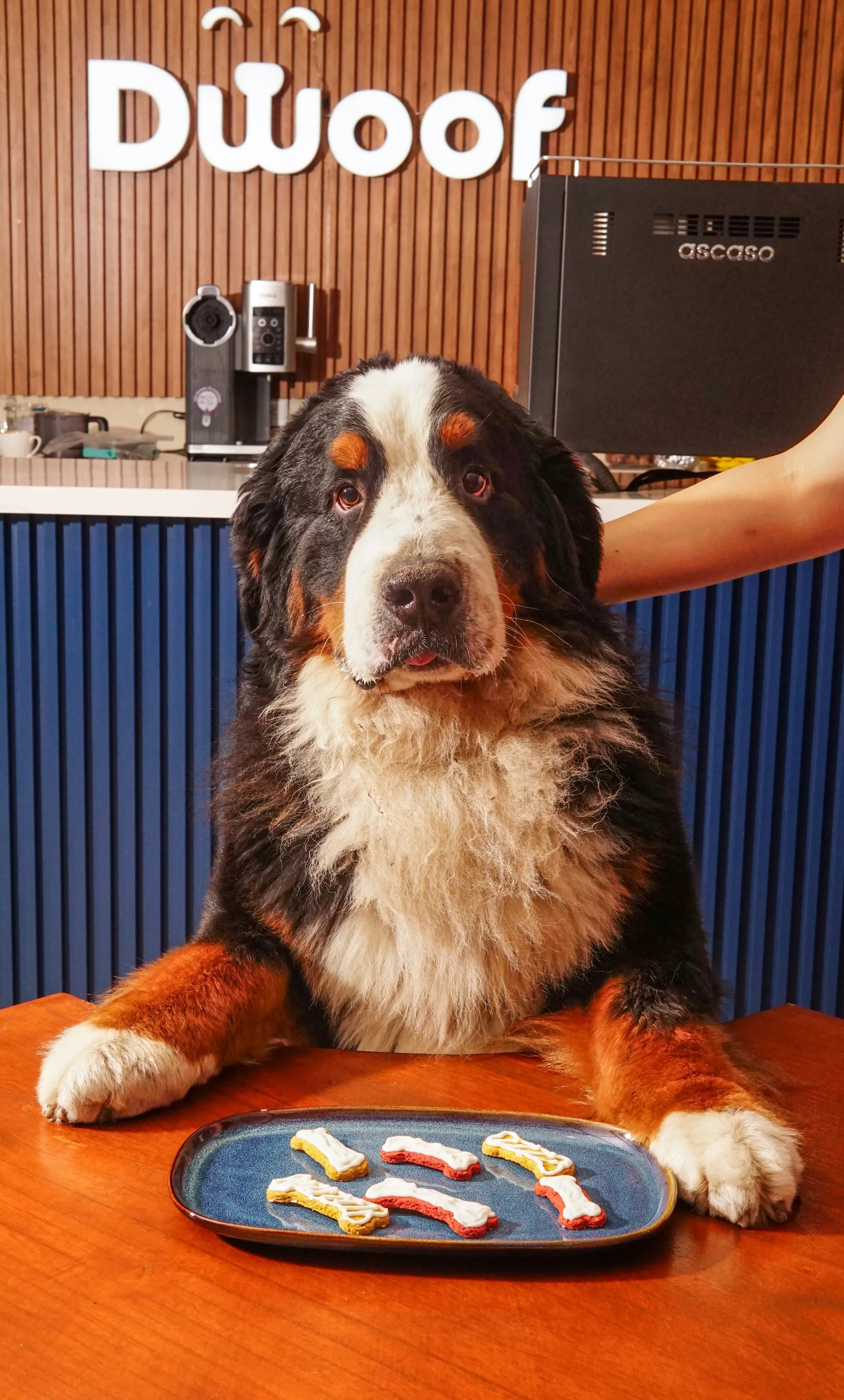 Perro Bernese en la mesa de Dwoof Coffee Experience