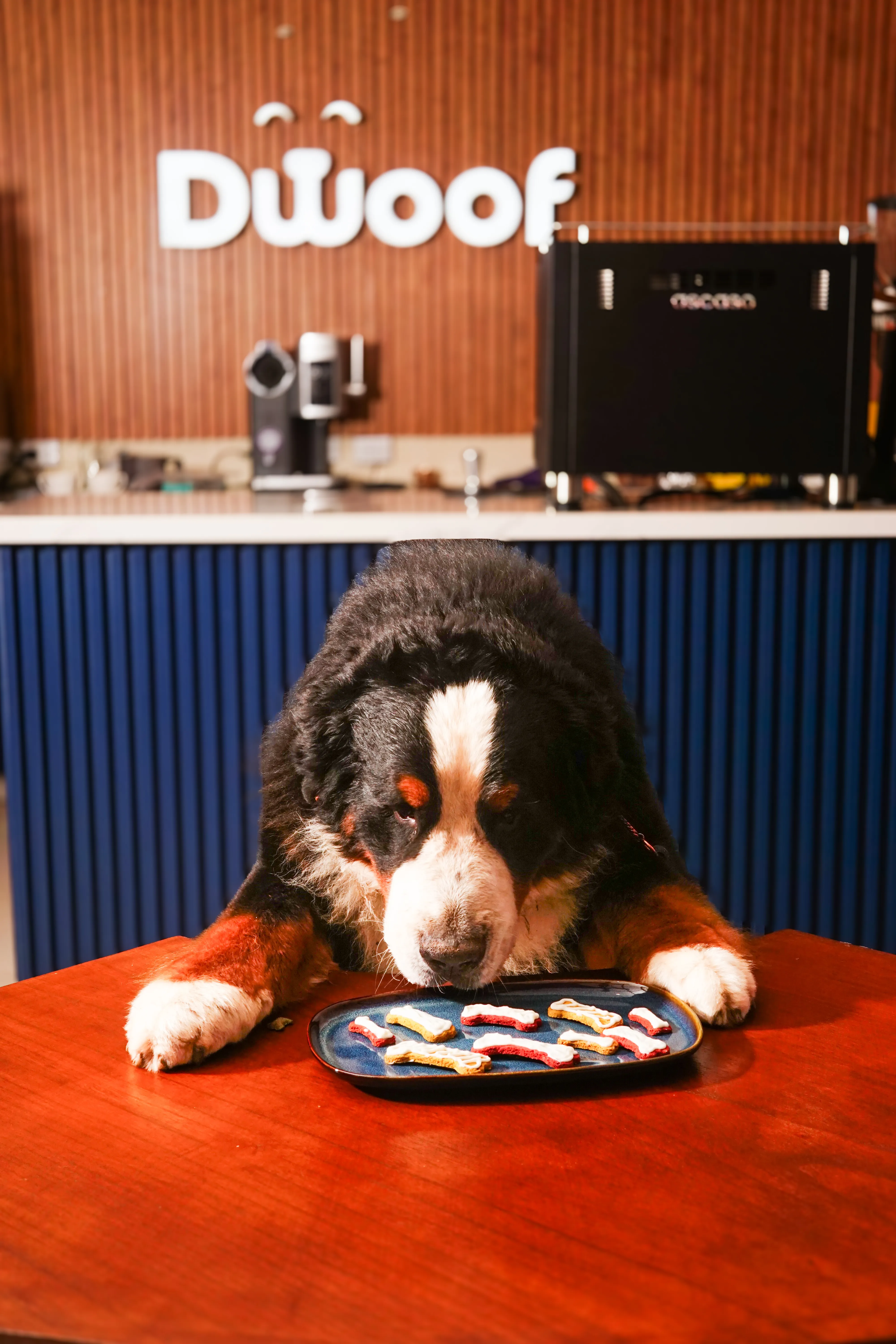 Premios junto a un perro en Dwoof Coffee Experience