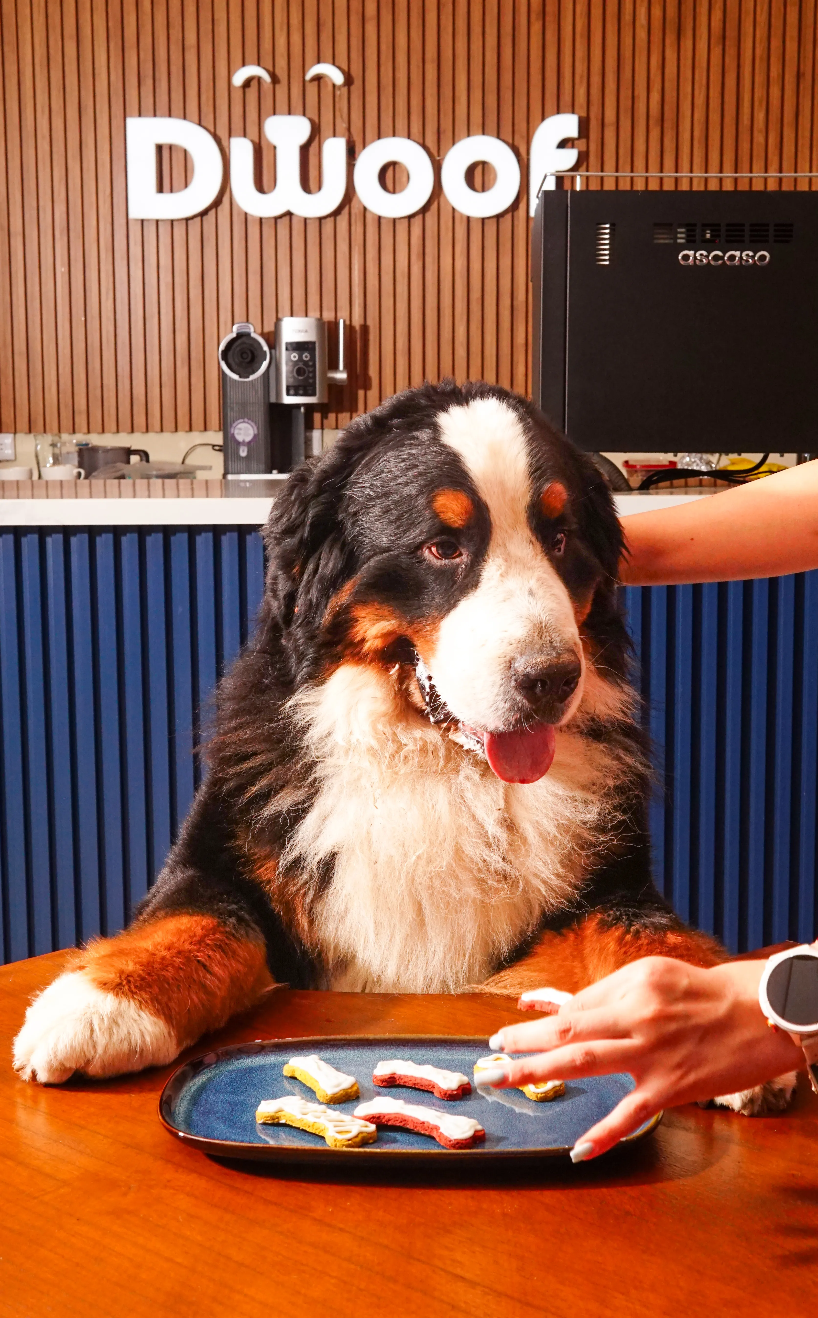 Premios en forma de hueso junto a un perro en la cafetería