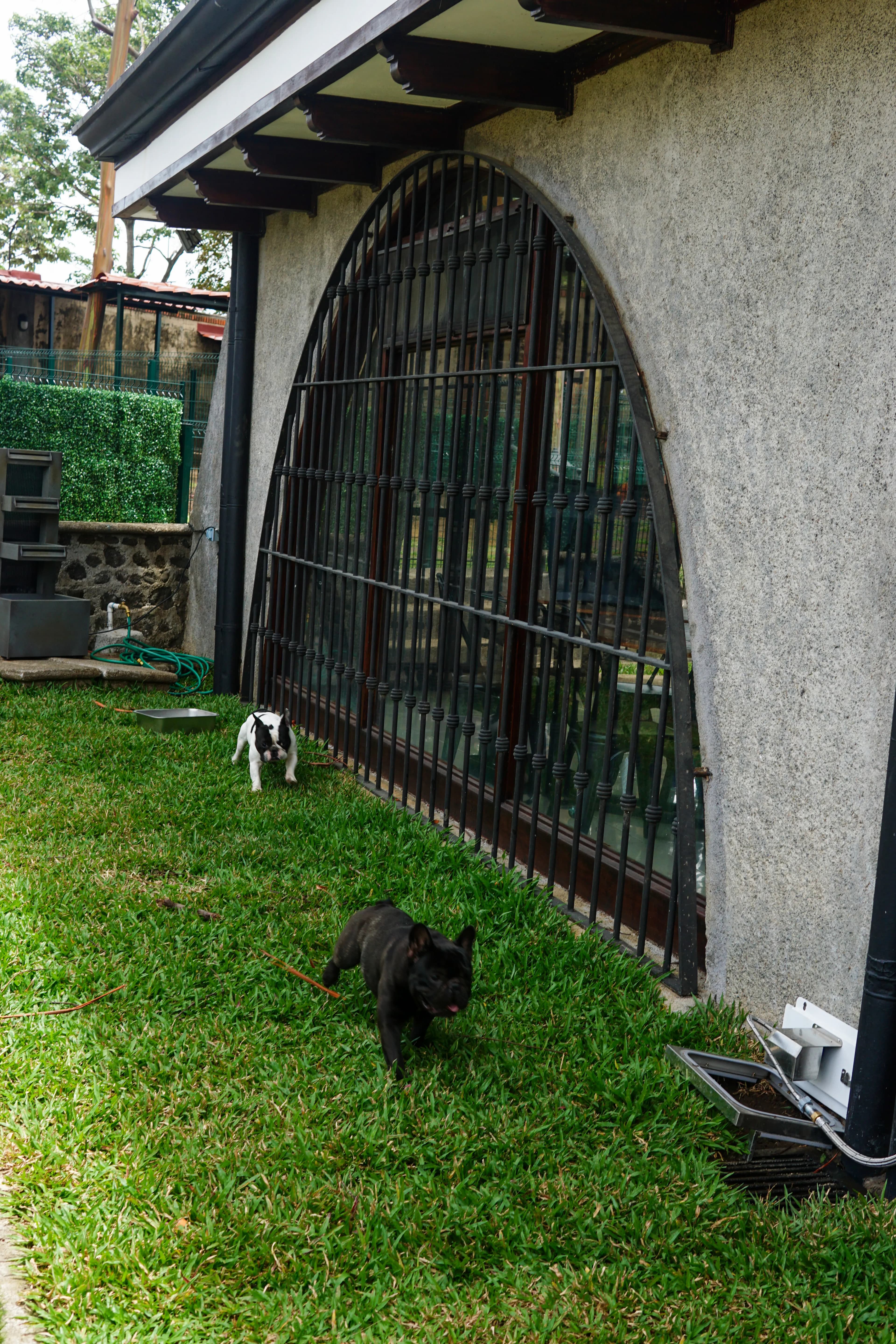 Personas y perros en una actividad en el jardín de Dwoof