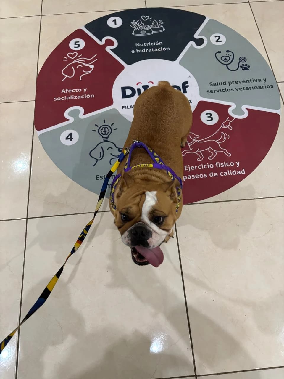 Bulldog sobre el decal de los pilares Dwoof en el piso de la tienda