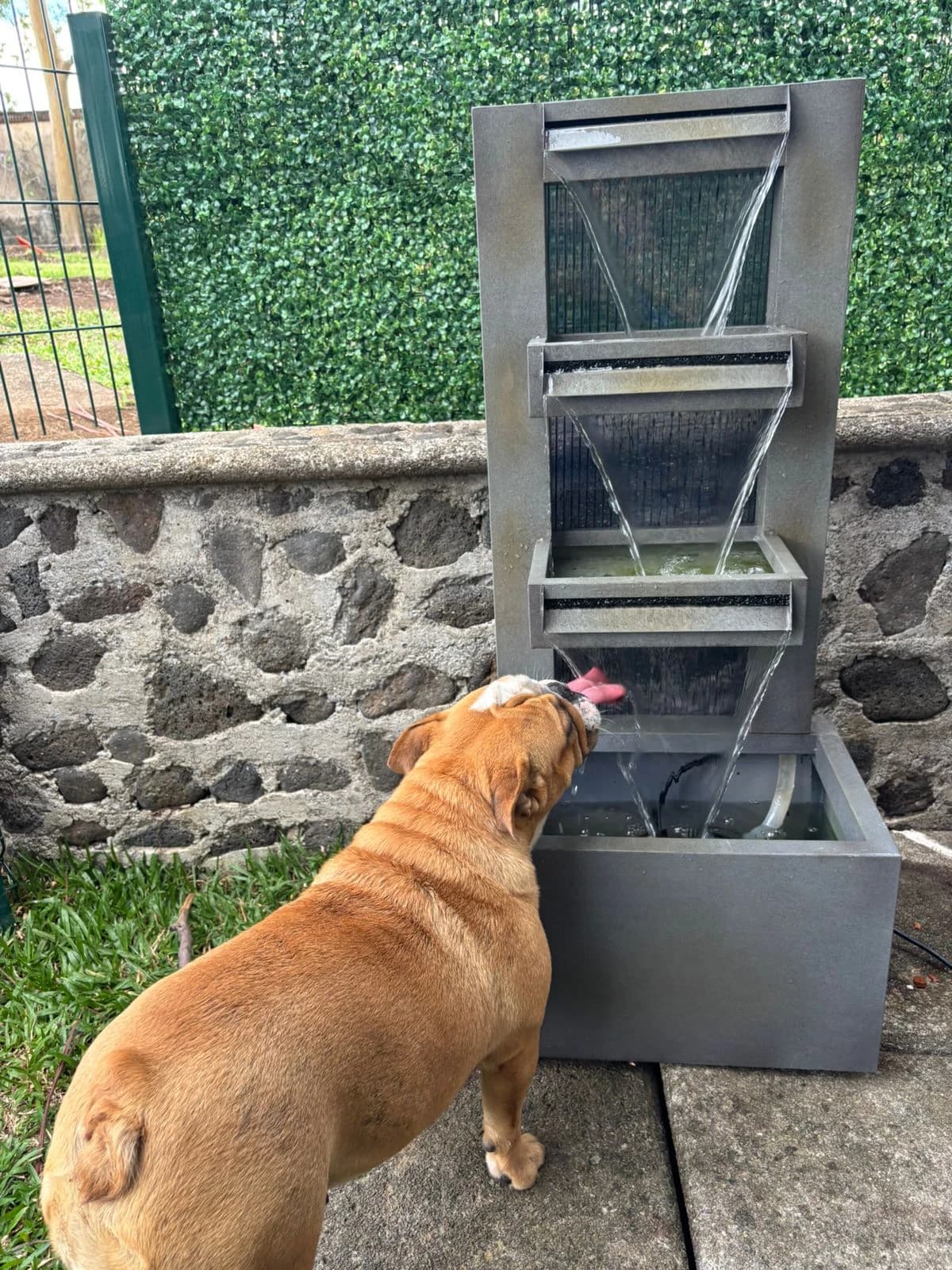 Fuente de agua para perros en el Jardín Zen